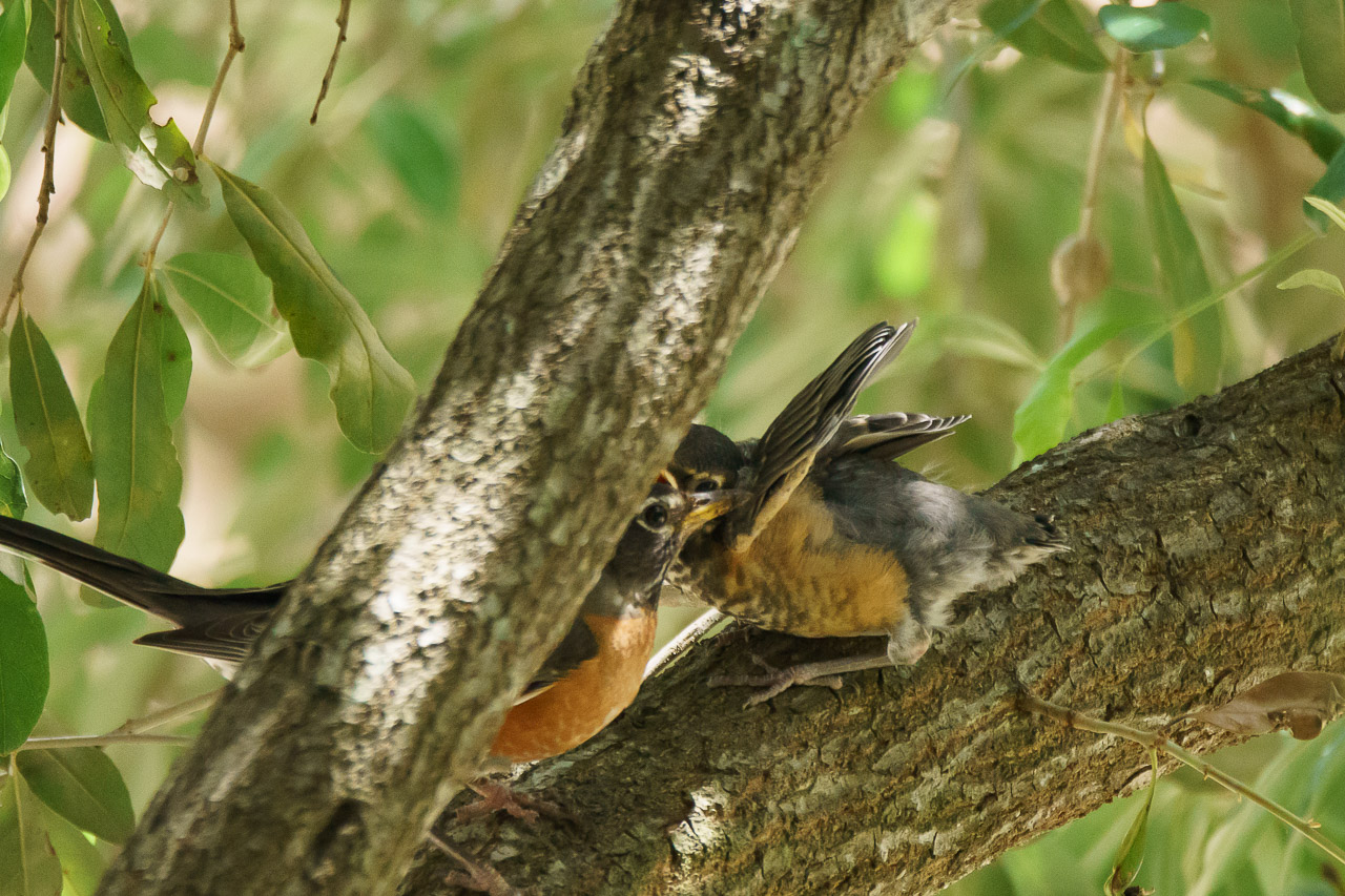 An orphaned bird or not - Knowing about the baby bird on the ground