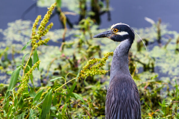 A Yellow Crowned Night Heron started gazing at something far away.