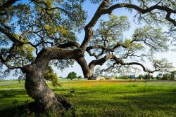 An Oak Tree Of Independence | Texas | Tree | Pictures, Photos, Images ...