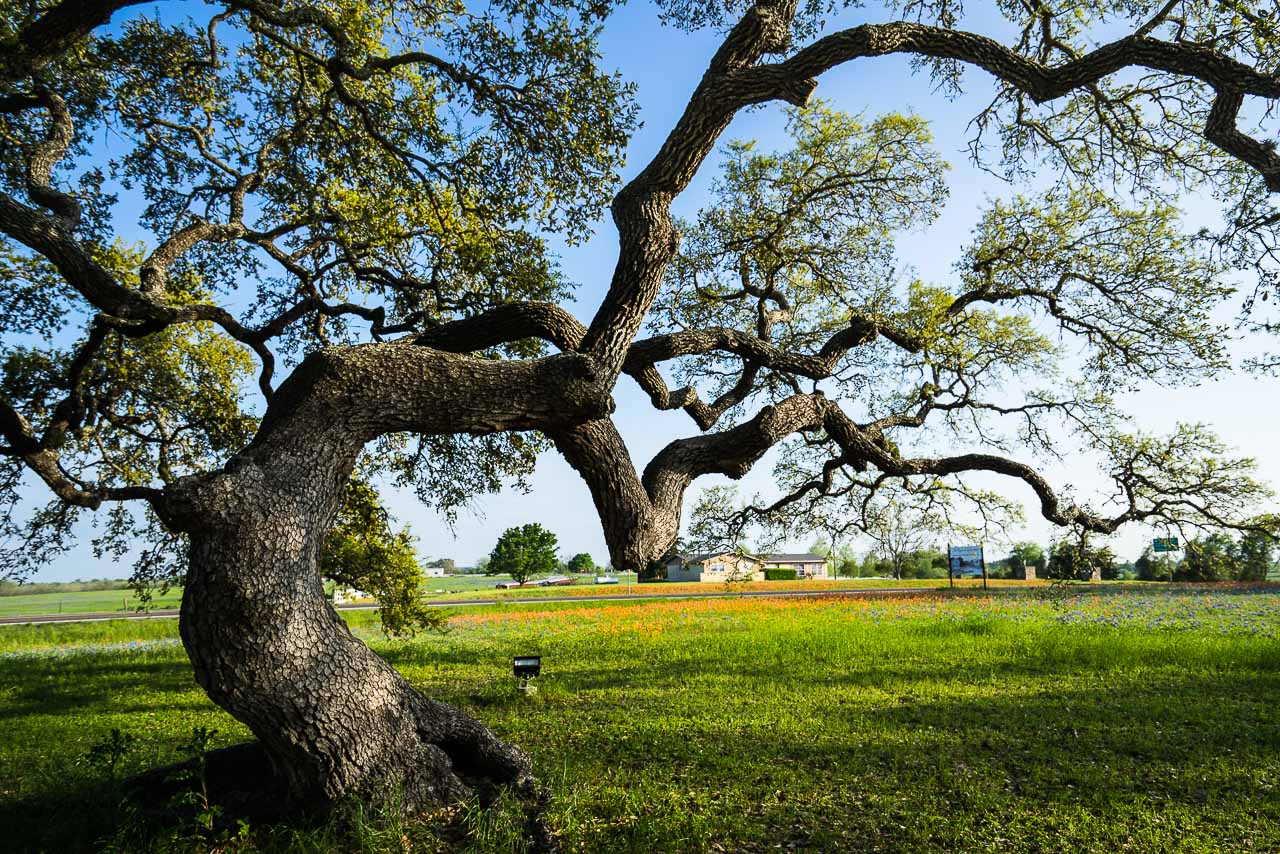 An Oak Tree Of Independence Texas 