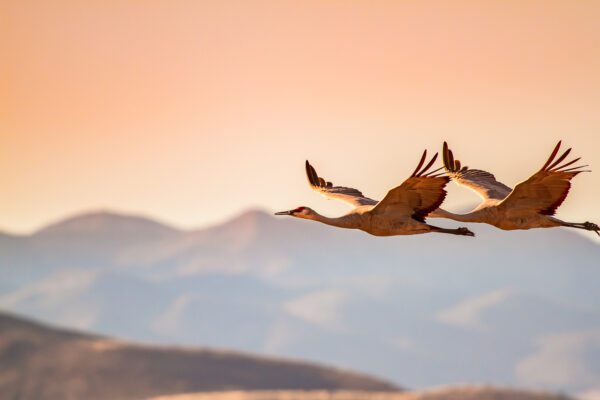 Two sandhill cranes were flying in the evening sun looking over the mountains near Bosque del Apache National Wildlife Refuge in New Mexico