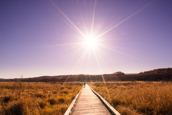 The sun illuminated the reed bed and other wetland grass on a late autumn day at Kushiro Shitsugen National Park, the largest Japanese wetland and home for red-crowned cranes and other wildlife in Hokkaido, Japan.