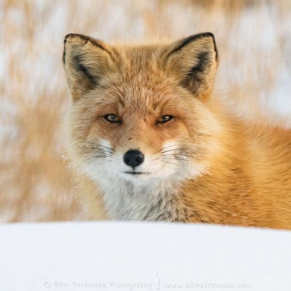 A young Ezo red fox was on the way back from a nearby forest. | Ezo Red ...