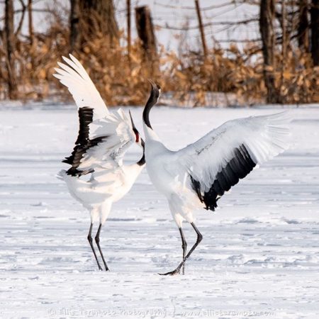 Dance, dance dance - Japanese cranes | Japanese cranes, Red-crowned cranes