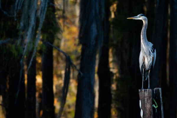 A great blue heron was standing on a wooden pile in Caddo Lake, Texas. The evening sun lit his figure in front of the dark bald cypress forest.