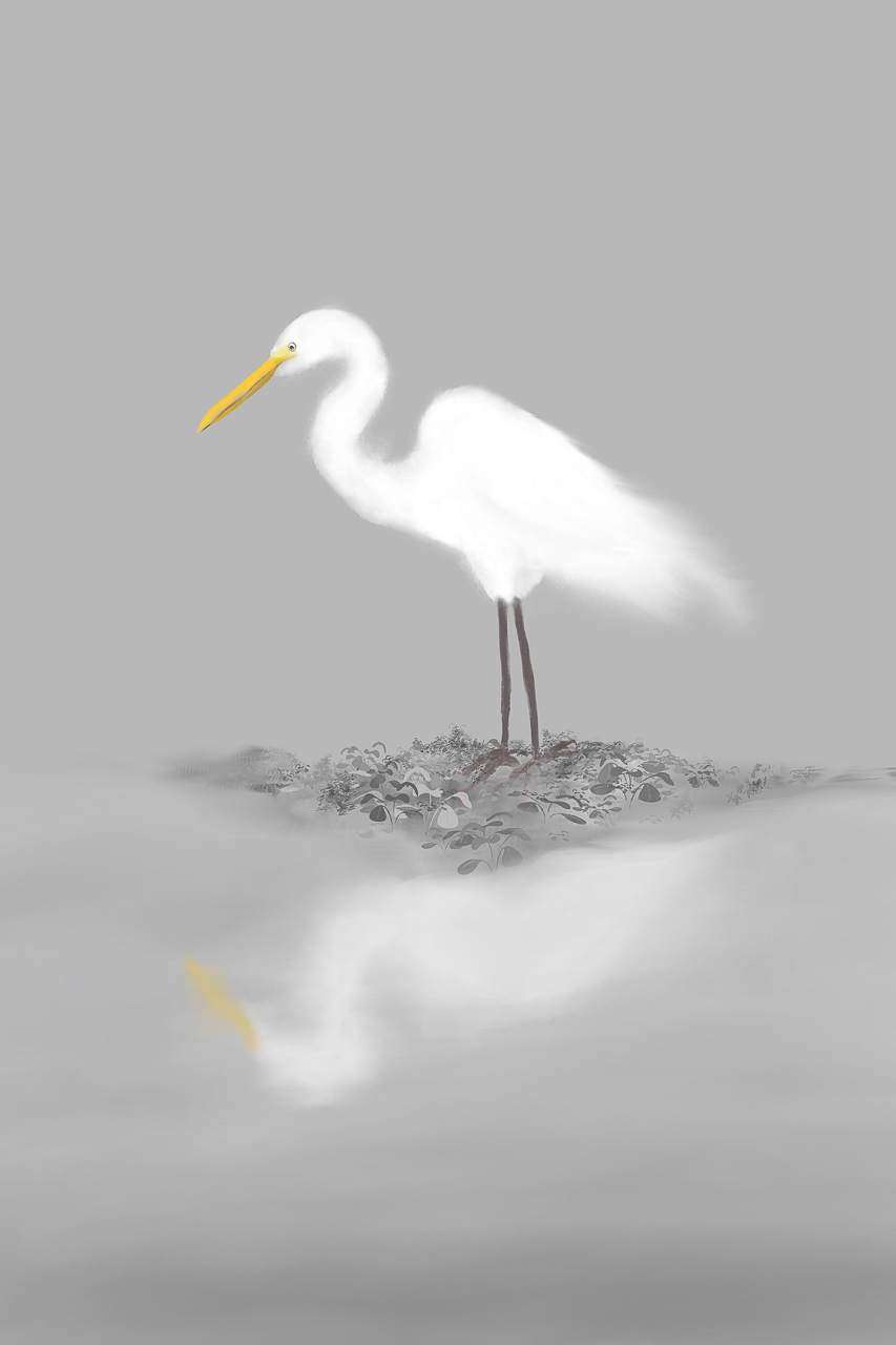 A great egret and her water reflection | bird art